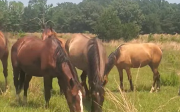 💞🐴Happy Friday, Happy Bear Update!