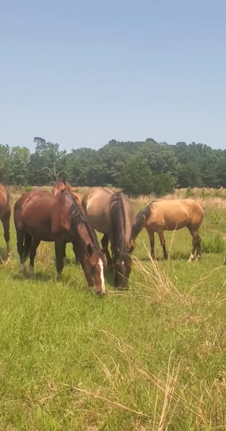 💞🐴Happy Friday, Happy Bear Update!