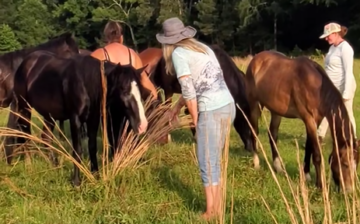 Explaining the difference between Sanctuary wild horses and wild horses