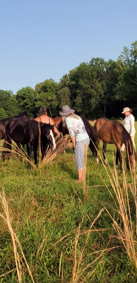 Explaining the difference between Sanctuary wild horses and wild horses