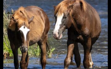 Why Wild Horses Make Incredible Dads 🐴👨‍👧‍👦