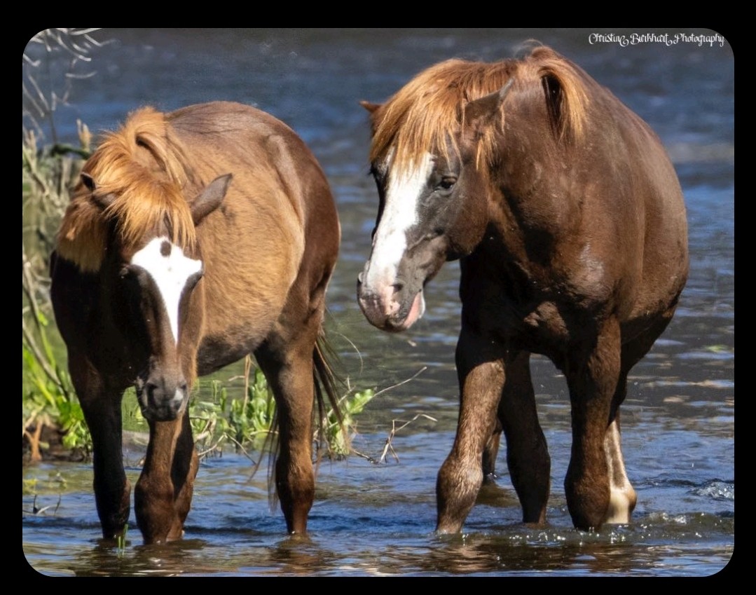 Why Wild Horses Make Incredible Dads 🐴👨👧👦