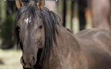 This is the story of Bear. We can be quiet no longer, please help!