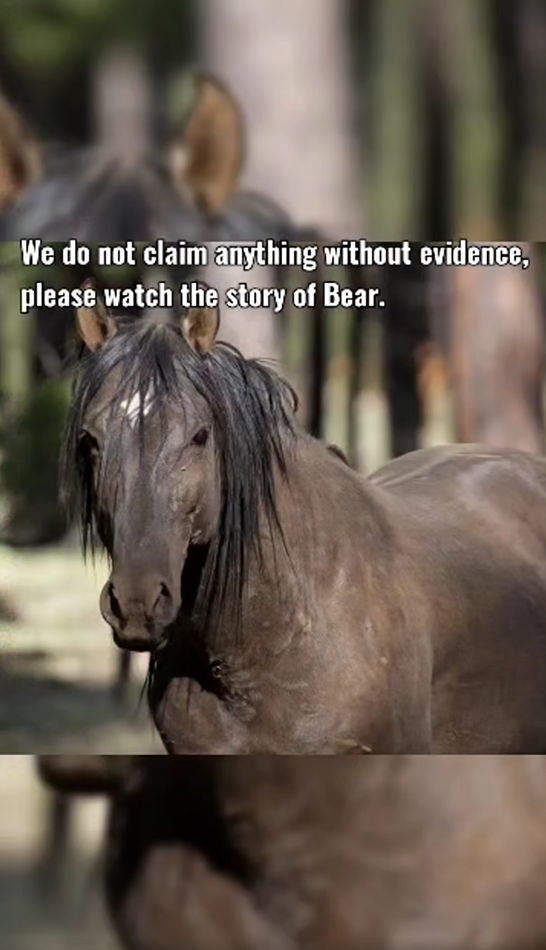 This is the story of Bear. We can be quiet no longer, please help!