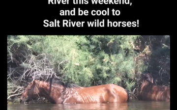 🌞 It’s hot in Arizona — please stay cool, and also be cool to the Salt River Wild Horses! 🐴💦