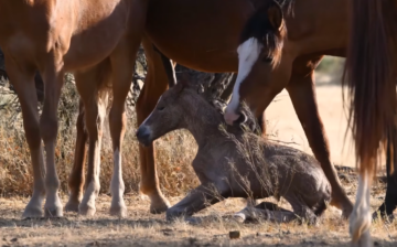 Have you watched this spectacular footage?