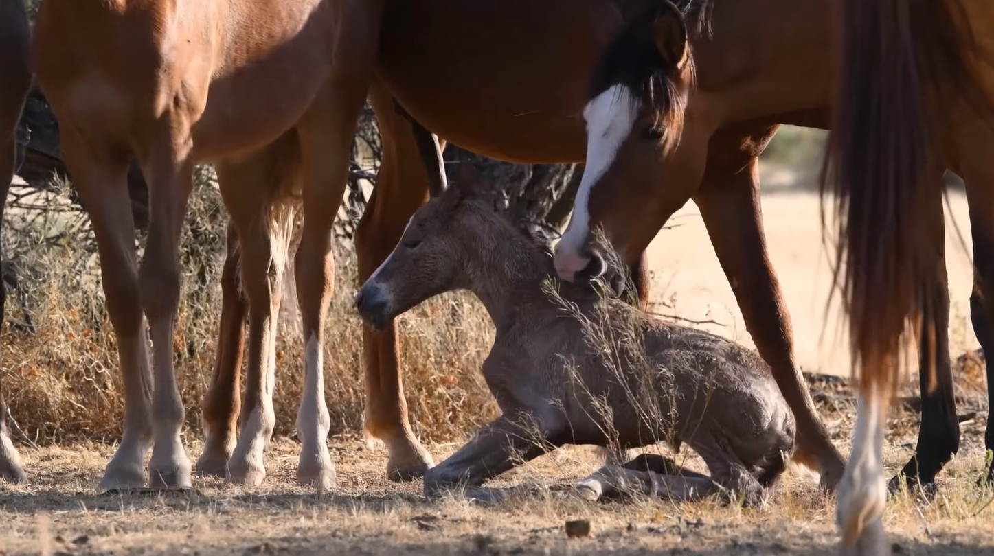 Have you watched this spectacular footage?