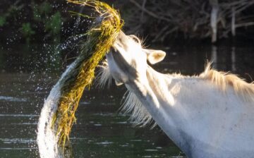 💔 A Salt River Legend Has Passed — Remembering Aquarius 💔