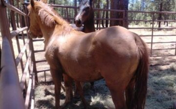 Once again, Jackie Hughes and the Apache-Sitgreaves National Forest are back at it.