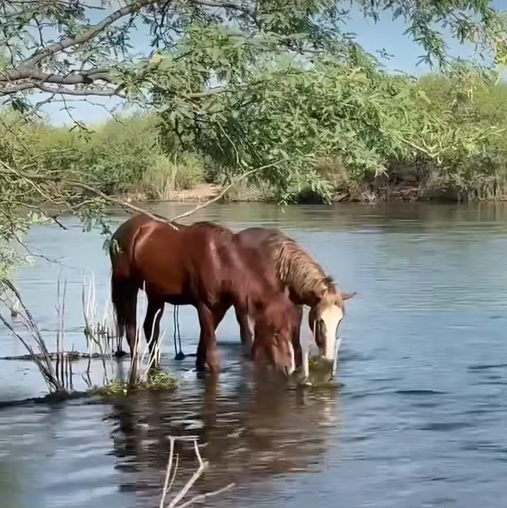 Wild horses should get more credit for all the good things they do for the environment!