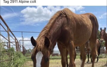 P.A.W 4 The Foundation: Colt With Injured Leg at Cleburne Auction — But How Did He Get There?