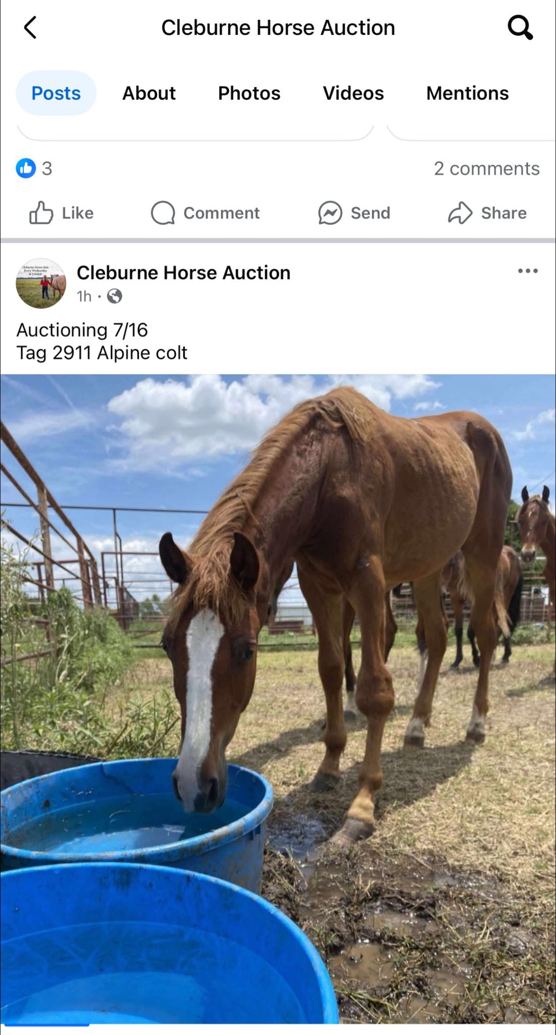 P.A.W 4 The Foundation: Colt With Injured Leg at Cleburne Auction — But How Did He Get There?