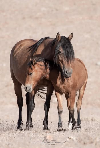 Pine Nut Wild Horse Advocates – Neptune’s Story: A Case for Effective Wild Horse Management