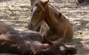 🐎✨ Did you know today is National I Love Horses Day?