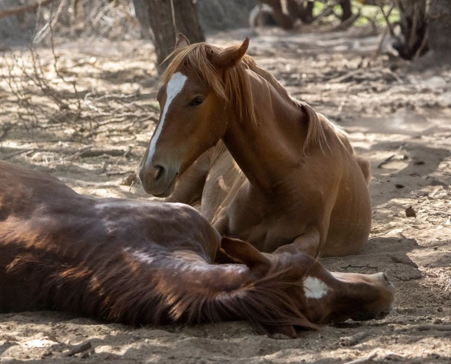 🐎✨ Did you know today is National I Love Horses Day?