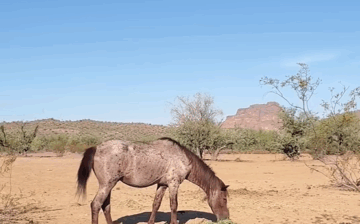 A Closer Look at Red Wind: An Aging wild Stallion Fighting to survive. (Pt. 1 and 2)