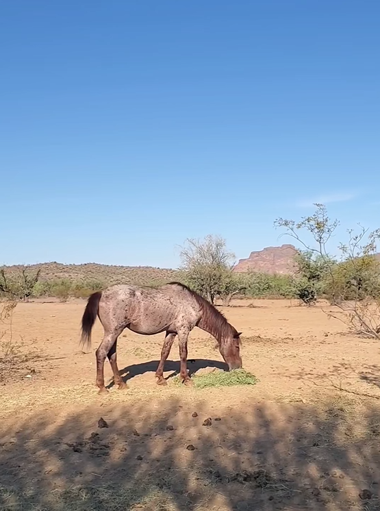 A Closer Look at Red Wind: An Aging wild Stallion Fighting to survive. (Pt. 1 and 2)