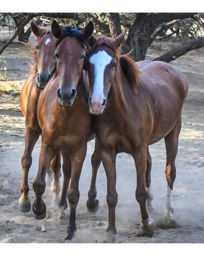 That's what wild horses care about most, each other!