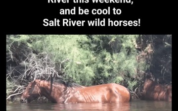 🌞 It’s hot in Arizona — please stay cool, and also be cool to the Salt River Wild Horses! 🐴💦