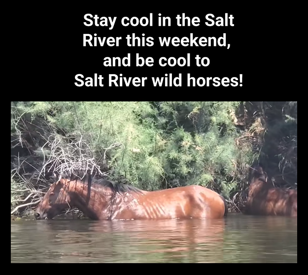 🌞 It’s hot in Arizona — please stay cool, and also be cool to the Salt River Wild Horses! 🐴💦