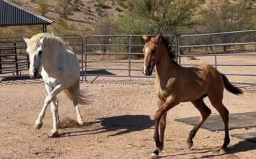 Like our Facebook page, SRWHMG- Wild Rescues for daily updates!
