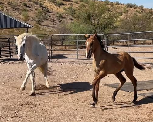 Like our Facebook page, SRWHMG- Wild Rescues for daily updates!
