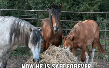 🐴 FROM AUCTION TO PEACE 🌿