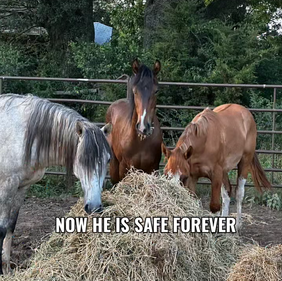 🐴 FROM AUCTION TO PEACE 🌿