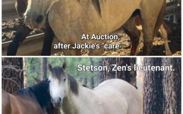 🚨Total Outrage! Auctioning Tonight, Please Help!