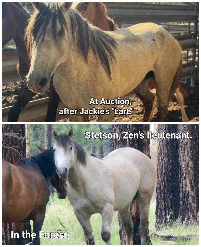 🚨Total Outrage! Auctioning Tonight, Please Help!
