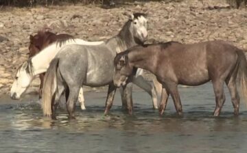 💔 We cannot be on the news; all we can say is that our commitment to these horses is stronger than ever