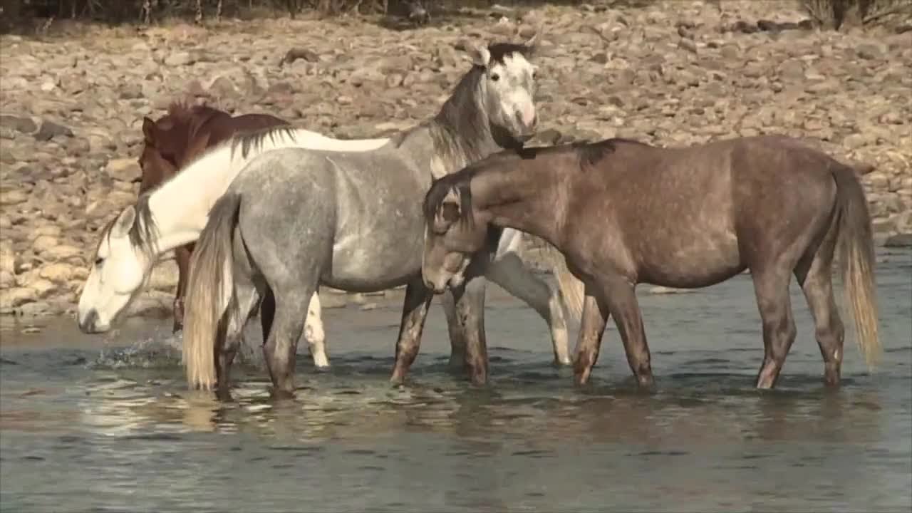 💔 We cannot be on the news; all we can say is that our commitment to these horses is stronger than ever