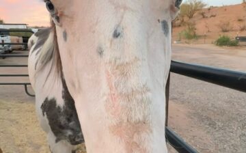 🐴 From Starving to Safe — Help Us Name Our Handsome Survivor! 🐴