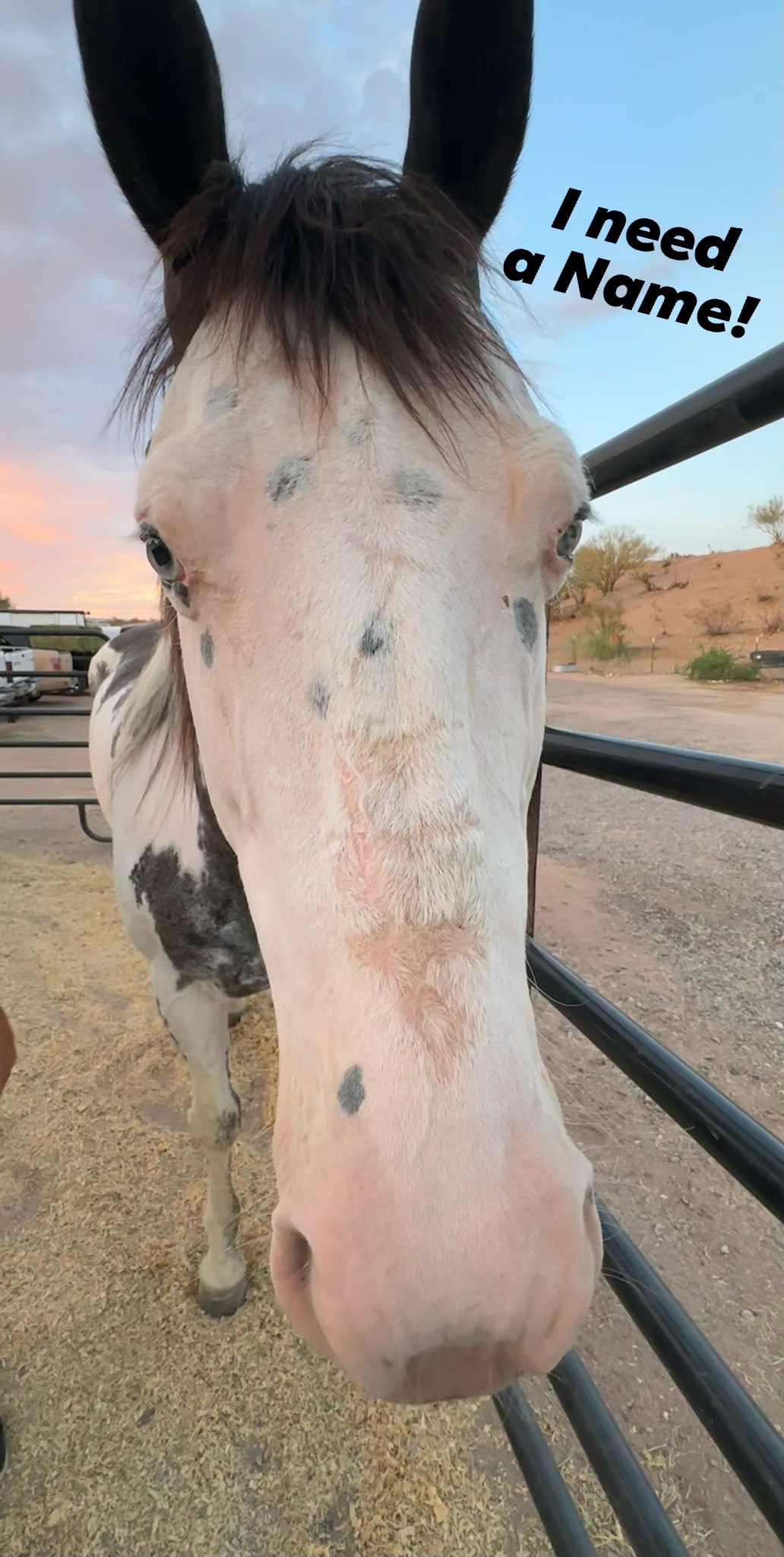 🐴 From Starving to Safe — Help Us Name Our Handsome Survivor! 🐴