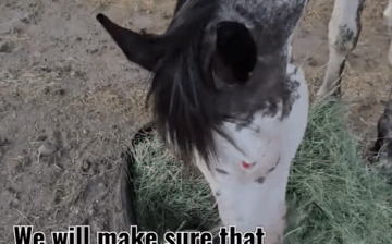 🐴SRWHMG Rescues Emaciated Horse, Found In The Forest, Abandoned!