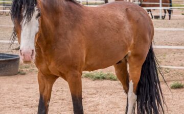 💎 Diamond Turns 10…We almost just forgot, because we are so busy trying to find solutions to keep his herd safe, again! 💔