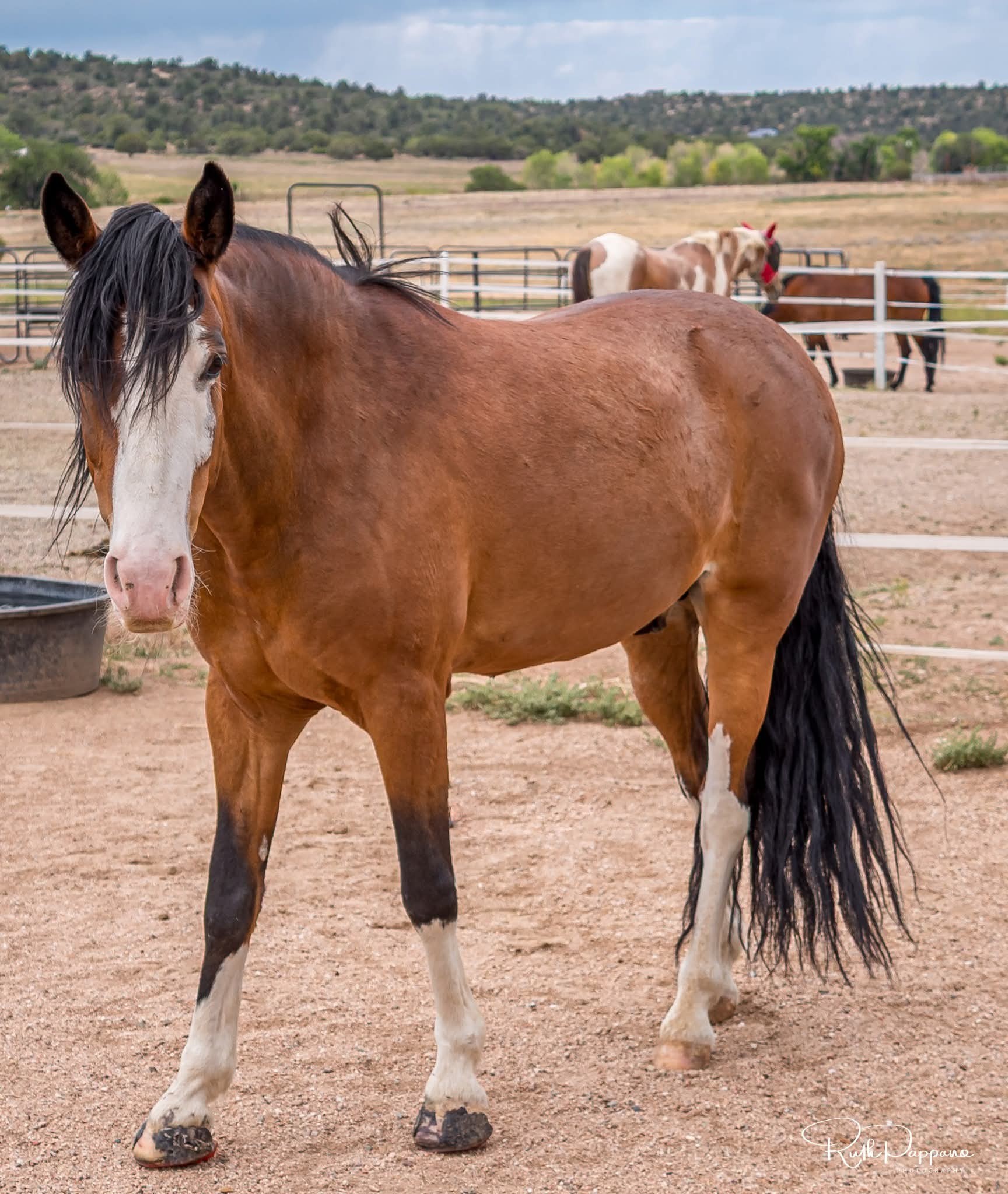 💎 Diamond Turns 10…We almost just forgot, because we are so busy trying to find solutions to keep his herd safe, again! 💔