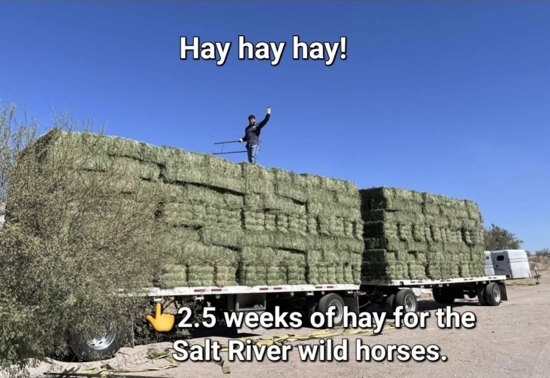 🚨These horses are counting on us!