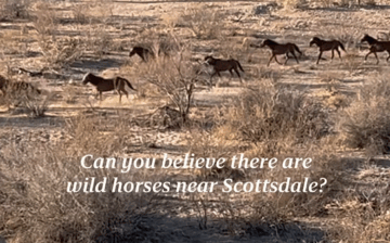 Check out this beautiful video by Experience Scottsdale!