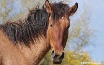 We are sad to report another loss on the Salt River.