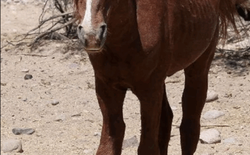 🌟 Rescue for Wind! 🐴