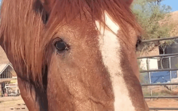 Salt River stallion Wind 💨 Rescue Part 2. This part of his journey is all about patience, trust, and comfort.