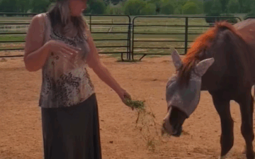 ✨ Wind Has Arrived ✨