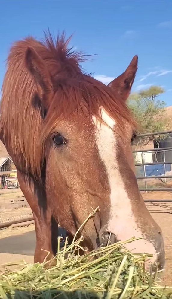 Salt River stallion Wind 💨 Rescue Part 2. This part of his journey is all about patience, trust, and comfort.