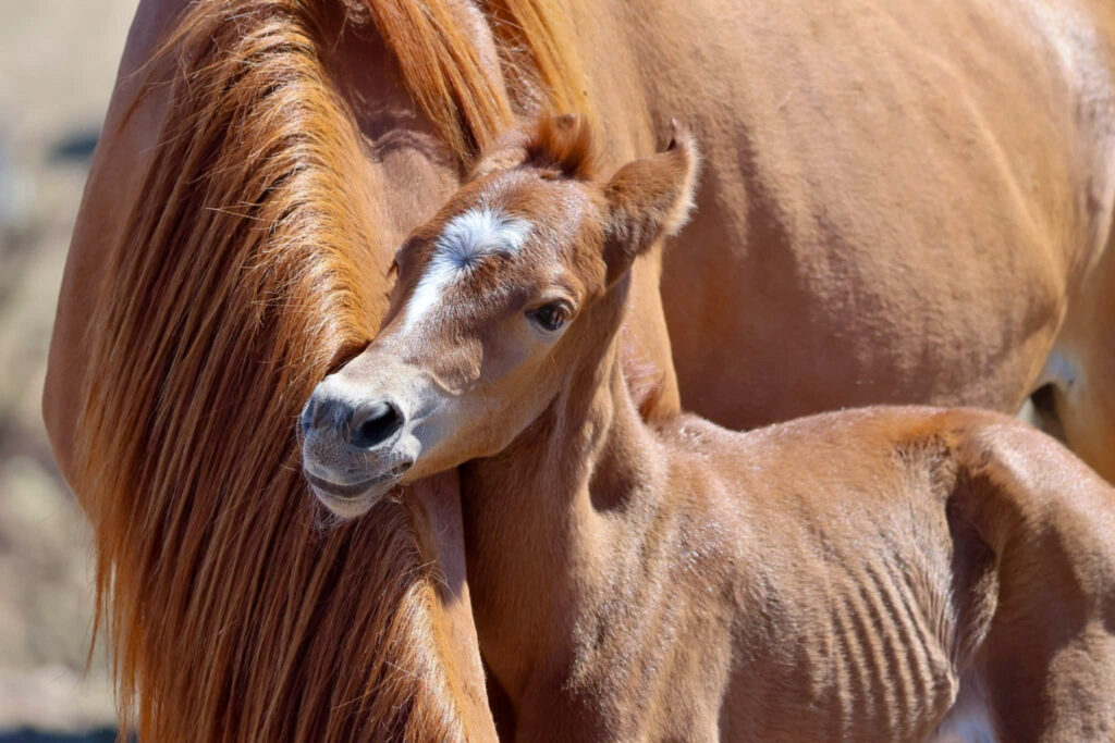 Foal at 1 day old