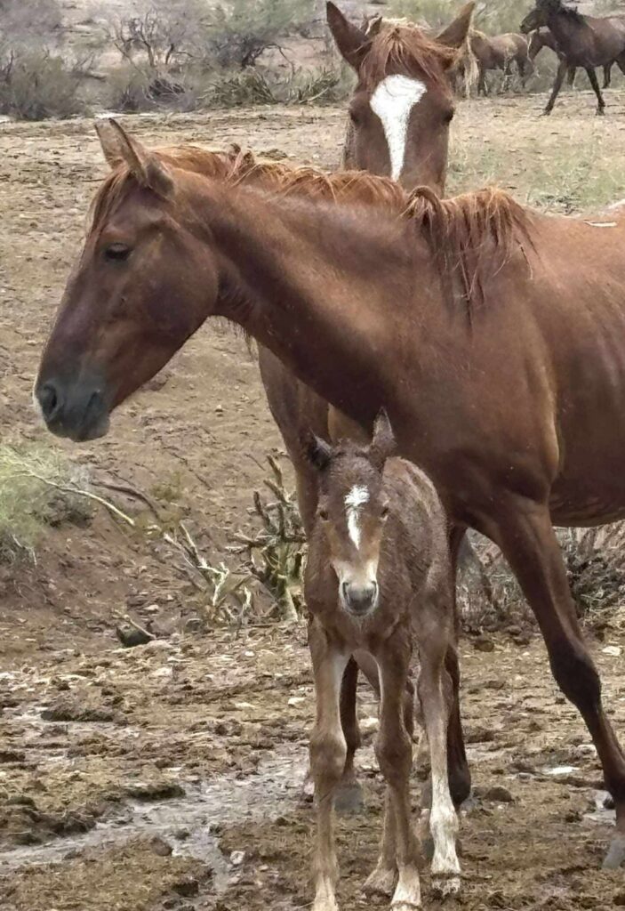 Foal with aunt and mom in a storm