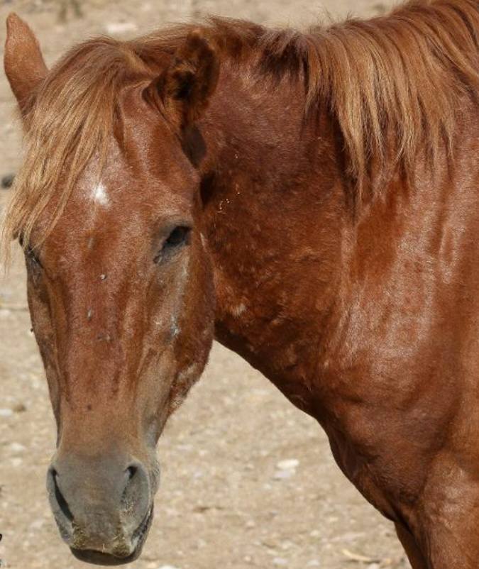 As the River Flows: Until this old warrior, too, is called home.