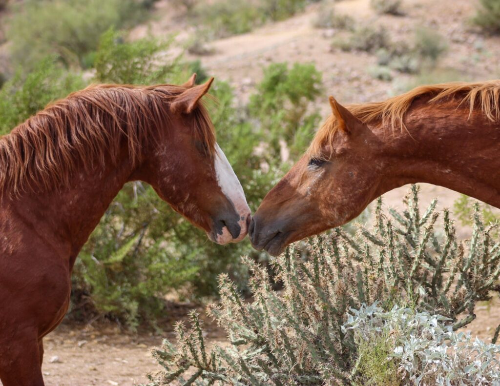 Aged horse with battle scars
