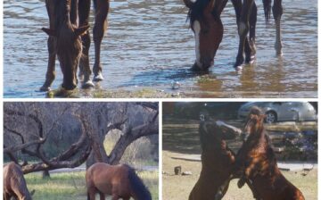 As the River Flows: “Behind a great stallion is a great lieutenant”