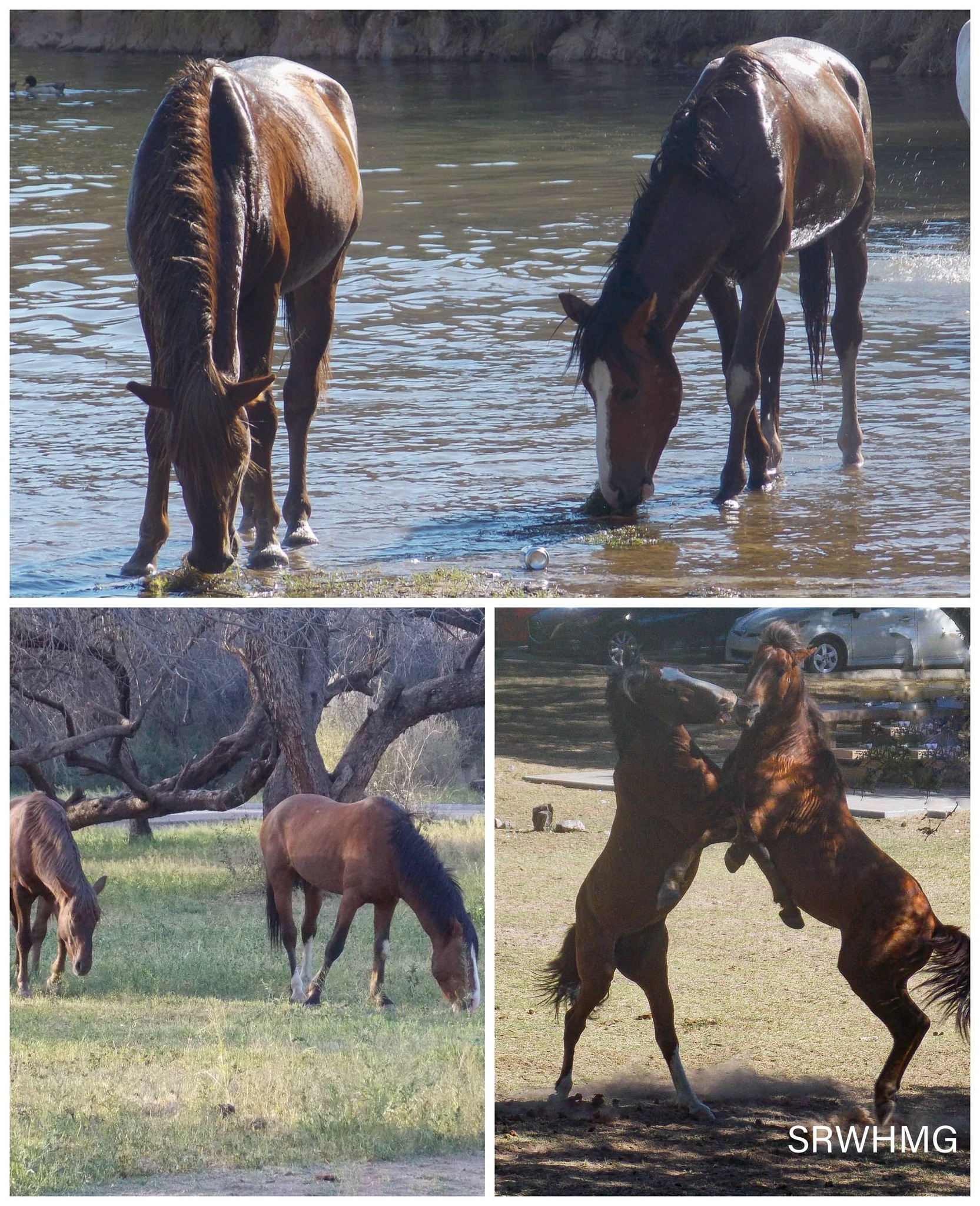 As the River Flows: “Behind a great stallion is a great lieutenant”